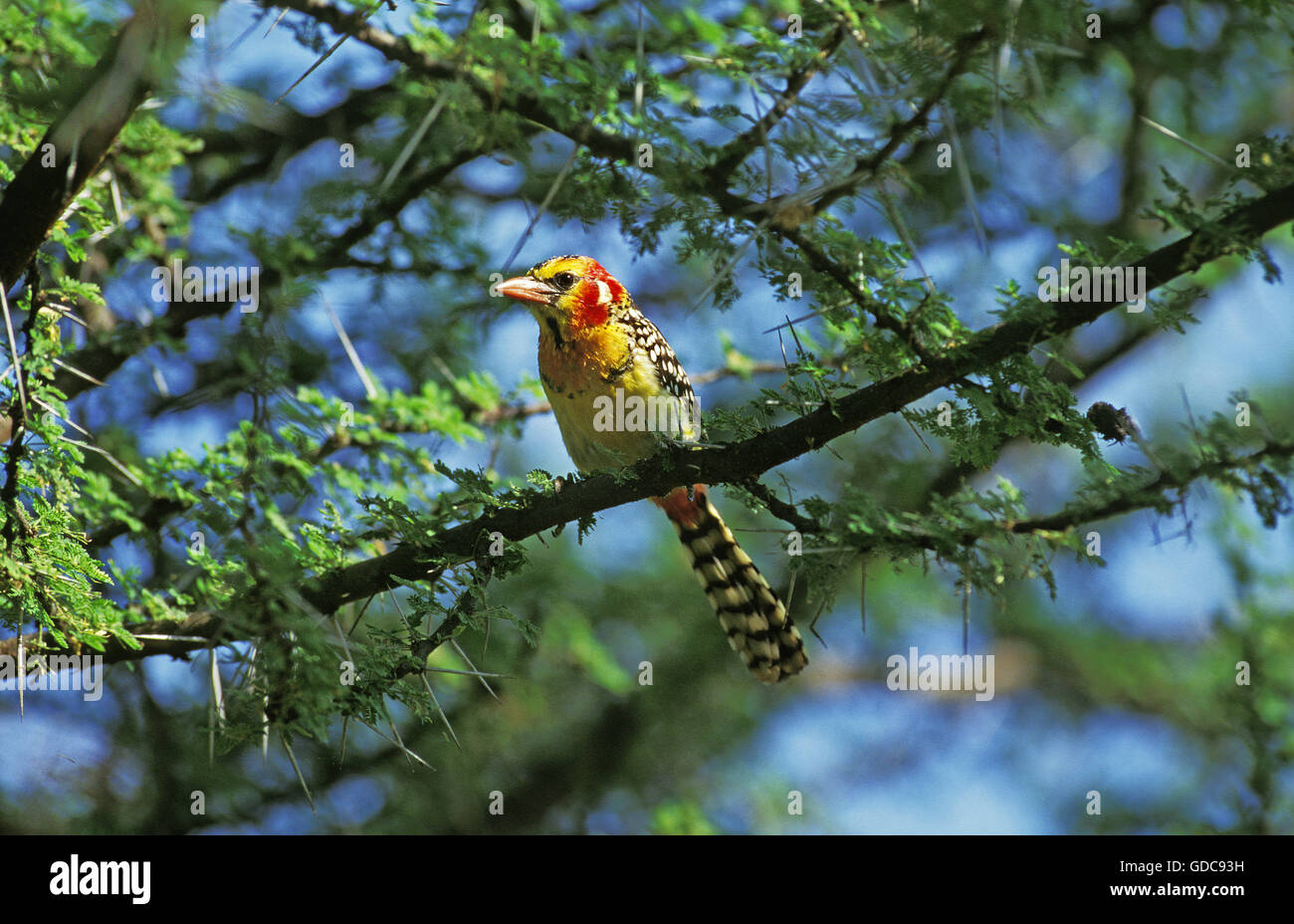 Red and Yellow Barbet, trachyphonus erythrocephalus, Adult in Acacia Tree, Kenya Stock Photo