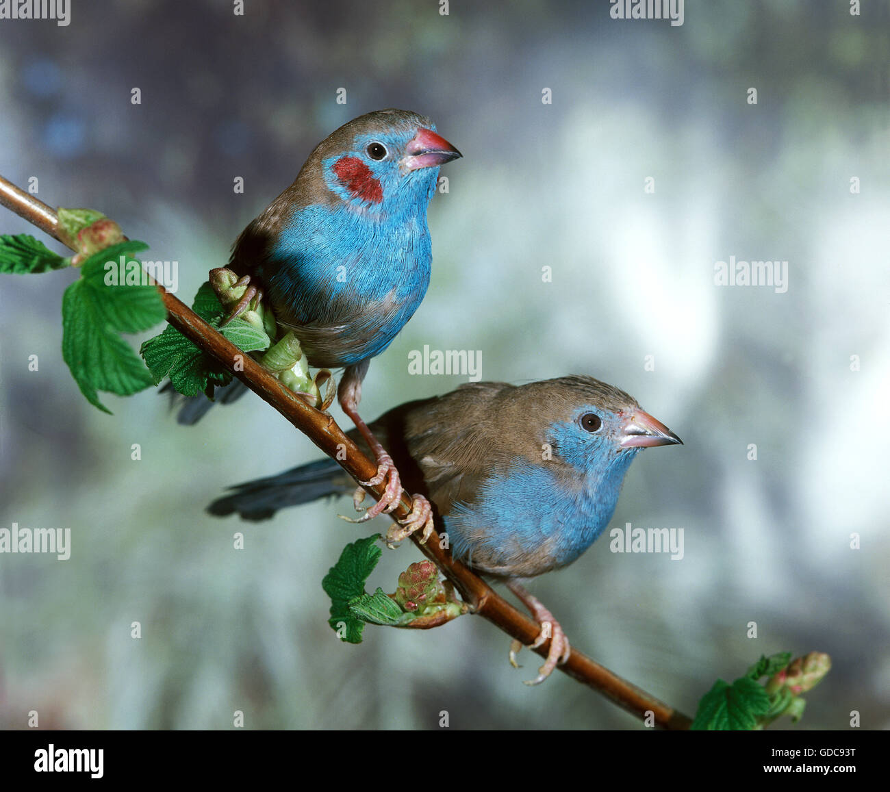 Red-Cheeked Cordon Bleu, uraeginthus bengalus, Pair on Branch Stock Photo