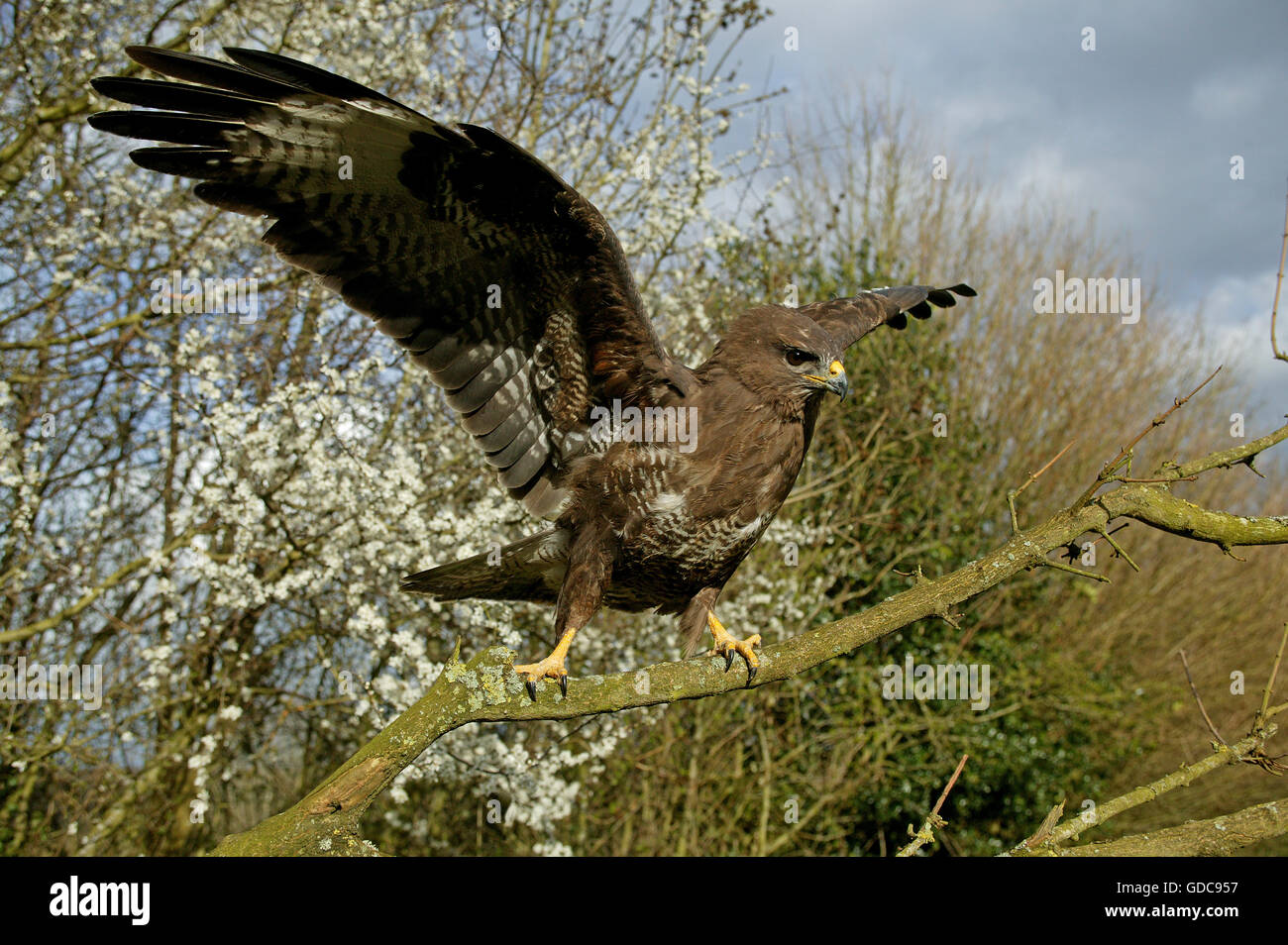 Common Buzzard, buteo buteo, Adult Taking off from Branch, Normandy Stock Photo