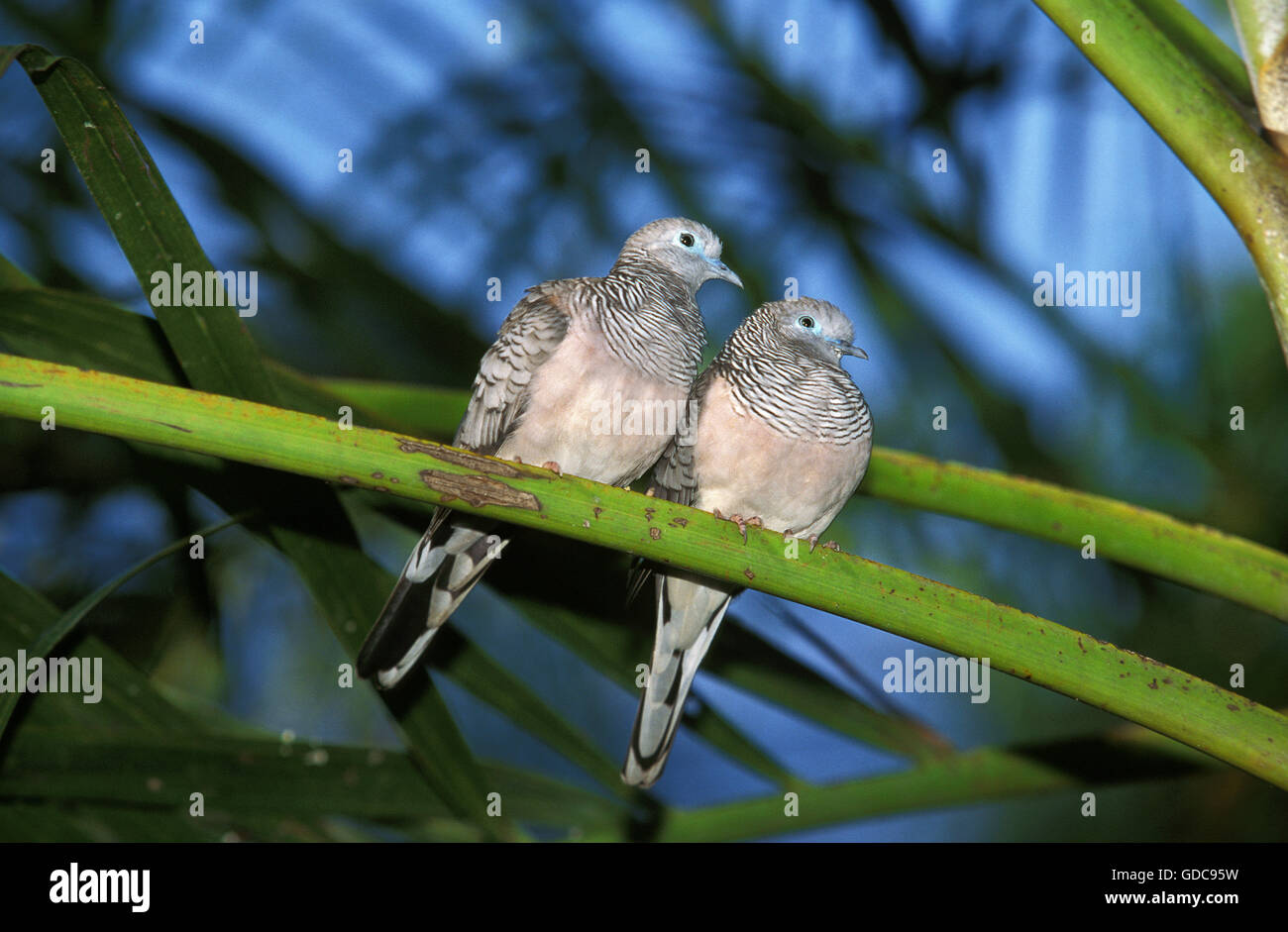 Peaceful Dove, geopelia placida, Adults on Branch, Australia Stock
