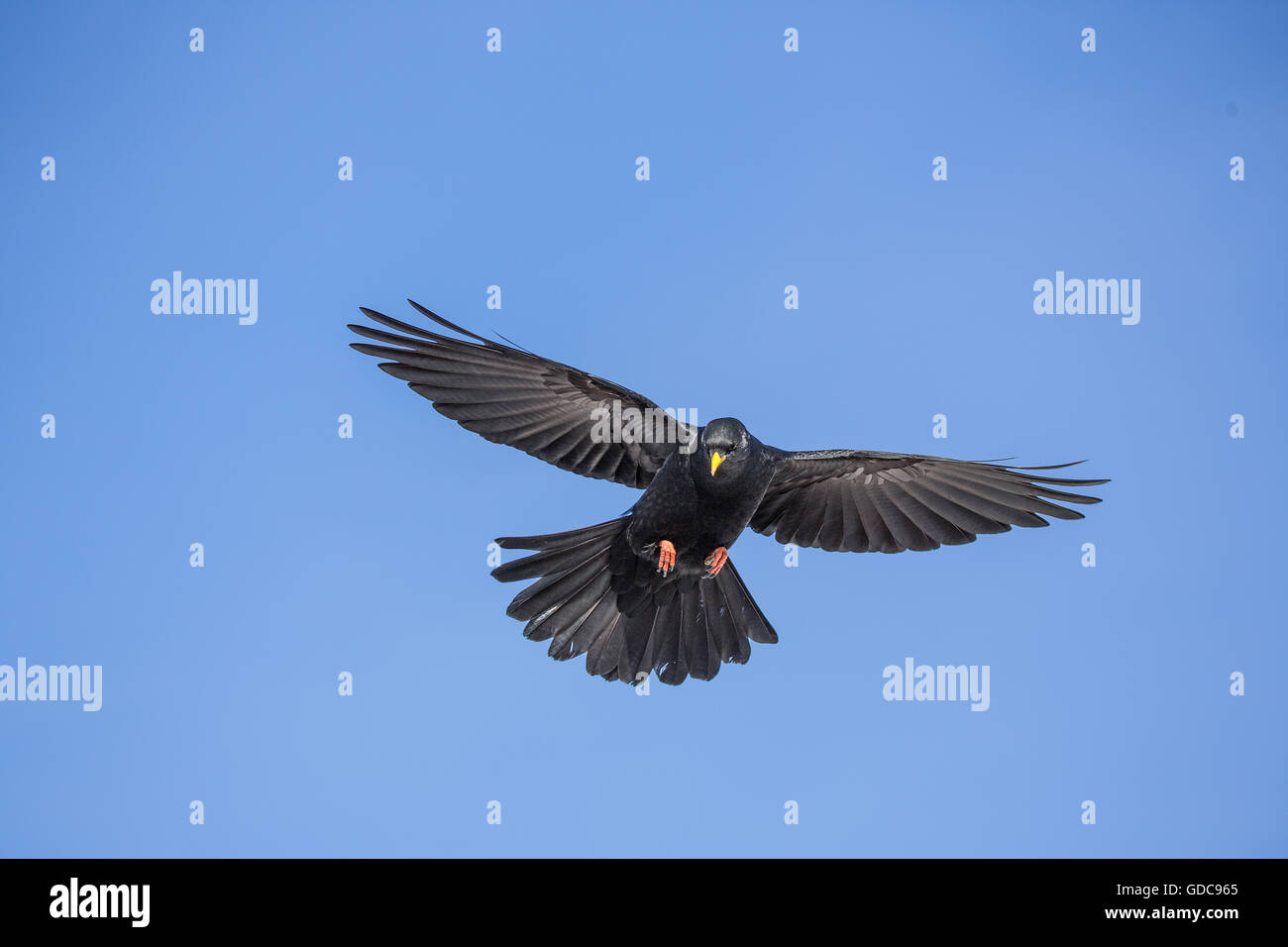 Pyrrhocorax graculus,Alpine chough Stock Photo