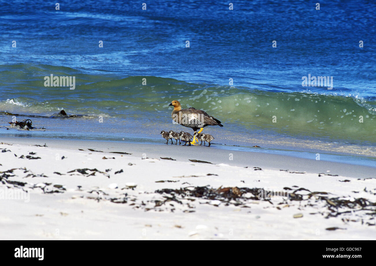 Kelp Goose, chloephaga hybrida, Female with Youngs on Beach, South America Stock Photo