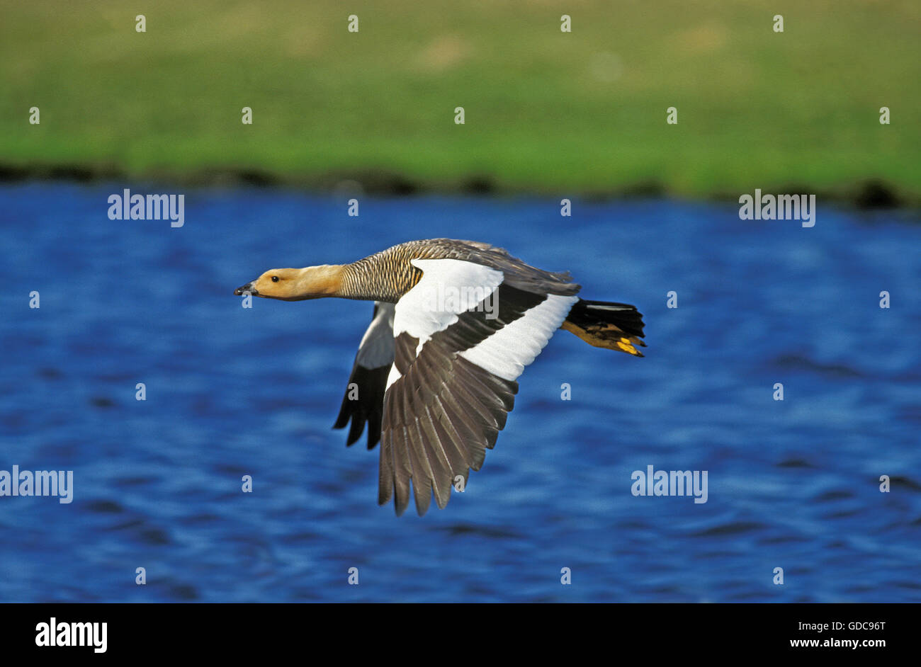 Kelp Goose, chloephaga hybrida, Female in Flight, South America Stock Photo