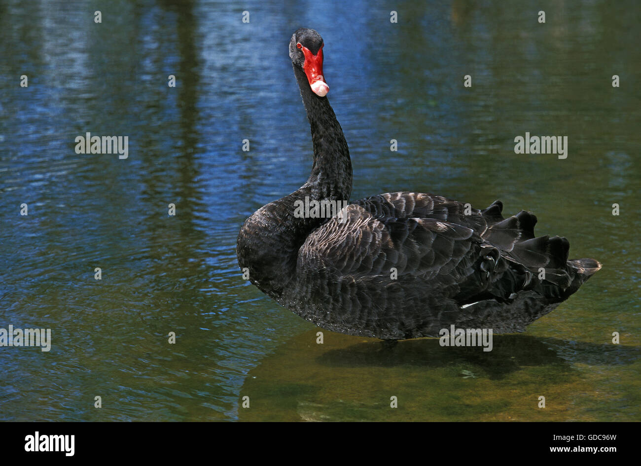 Black Swan, cygnus atratus, Adult in Water Stock Photo