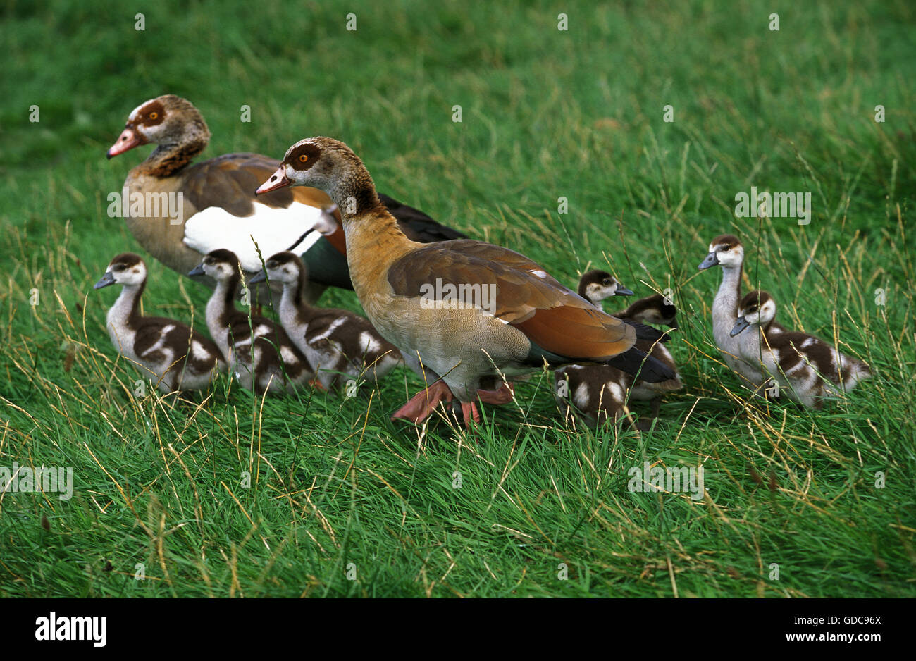 EGYPTIAN GOOSE alopochen aegyptiacus, MALE WITH FEMALE AND CHICKS Stock Photo