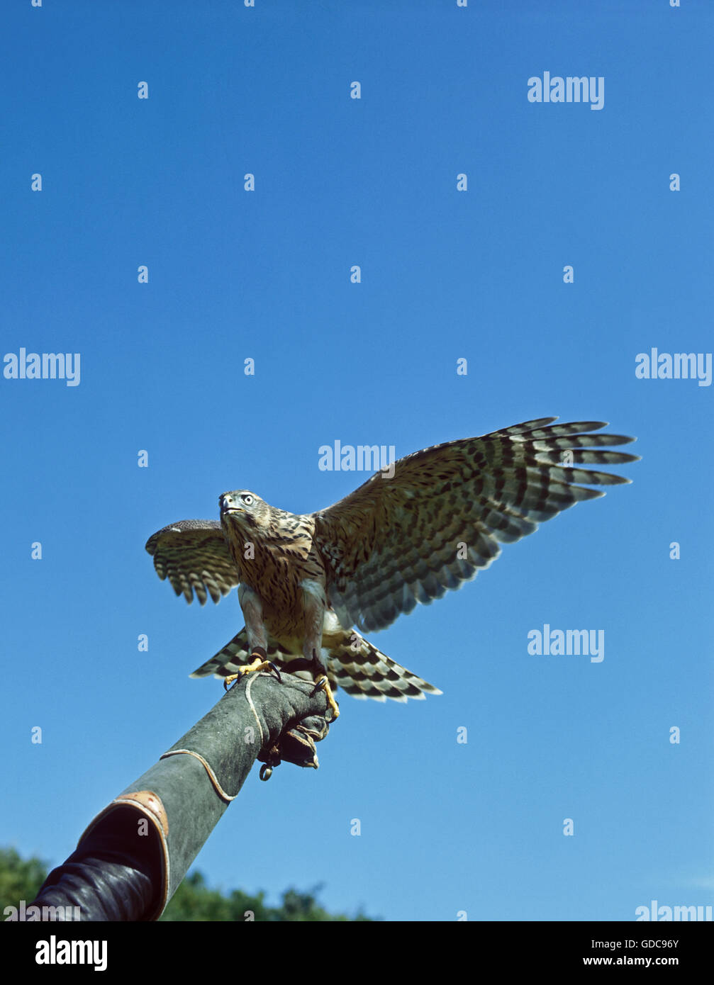 Falconer with Goshawk, accipiter gentilis Stock Photo