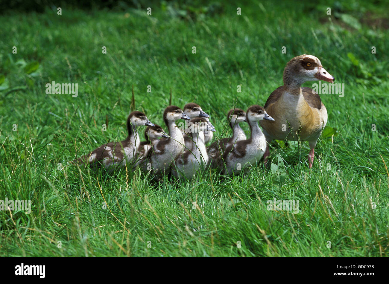 EGYPTIAN GOOSE alopochen aegyptiacus, FEMALE WITH CHIKS Stock Photo