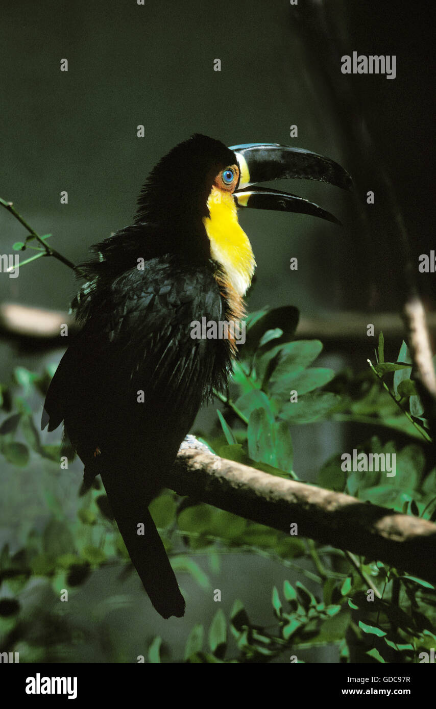 Ariel Toucan or Channel-Billed Toucan, ramphastos vitellinus, Adult on Branch Stock Photo