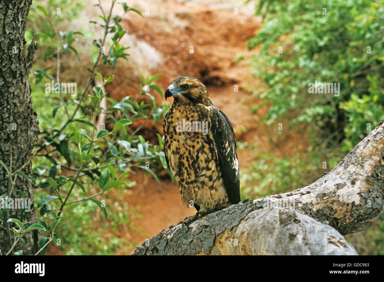 Galapagos Hawk, buteo galapagoensis, Adult, Galapagos Islands Stock Photo