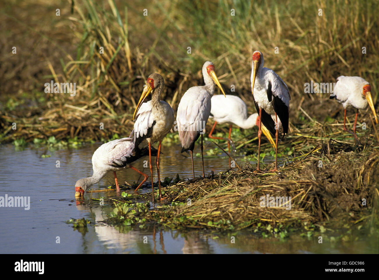 Yellow-Billed Stork, mycteria ibis, Group Fishing, Kenya Stock Photo