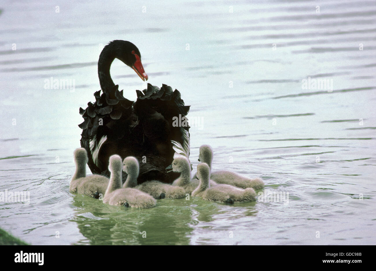 Black Swan, cygnus atratus, Female with Chicks Stock Photo