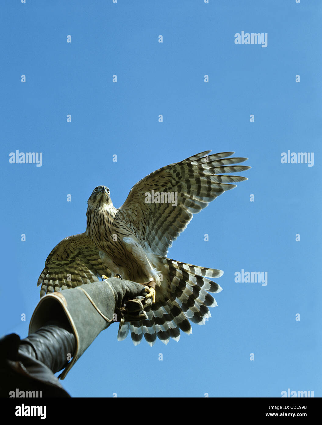 Falconner with Goshawk, accipiter gentilis Stock Photo