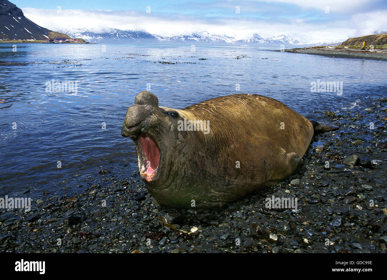 Southern Elephant Seal, mirounga leonina, Antarctica Stock Photo