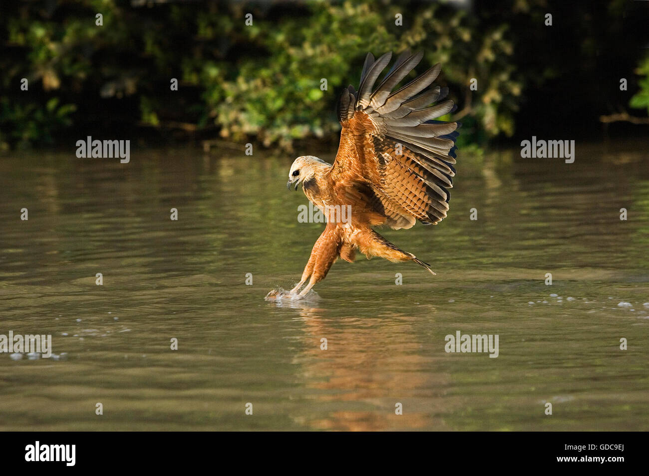 Fish in its claws hires stock photography and images Alamy