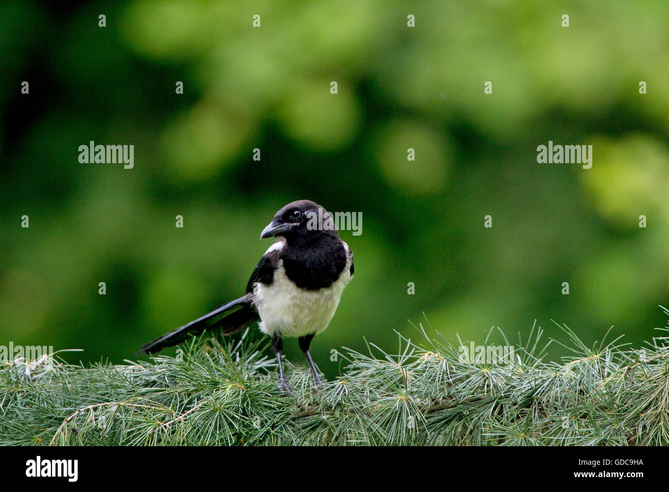 Black Billed Magpie or European Magpie, pica pica, Adult on Branch, Normandy Stock Photo