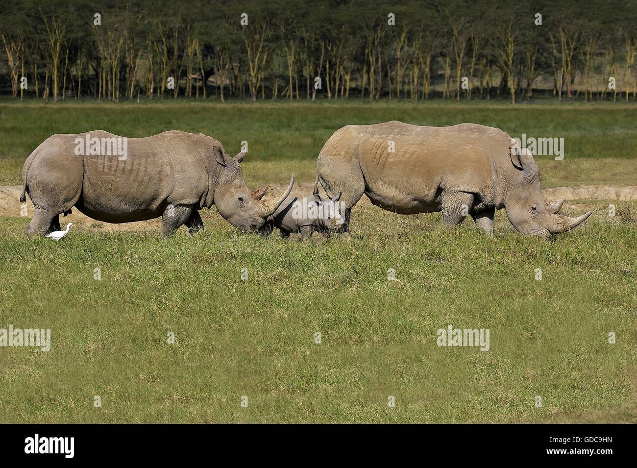 WHITE RHINOCEROS ceratotherium simum AT NAKURU PARK IN KENYA Stock Photo