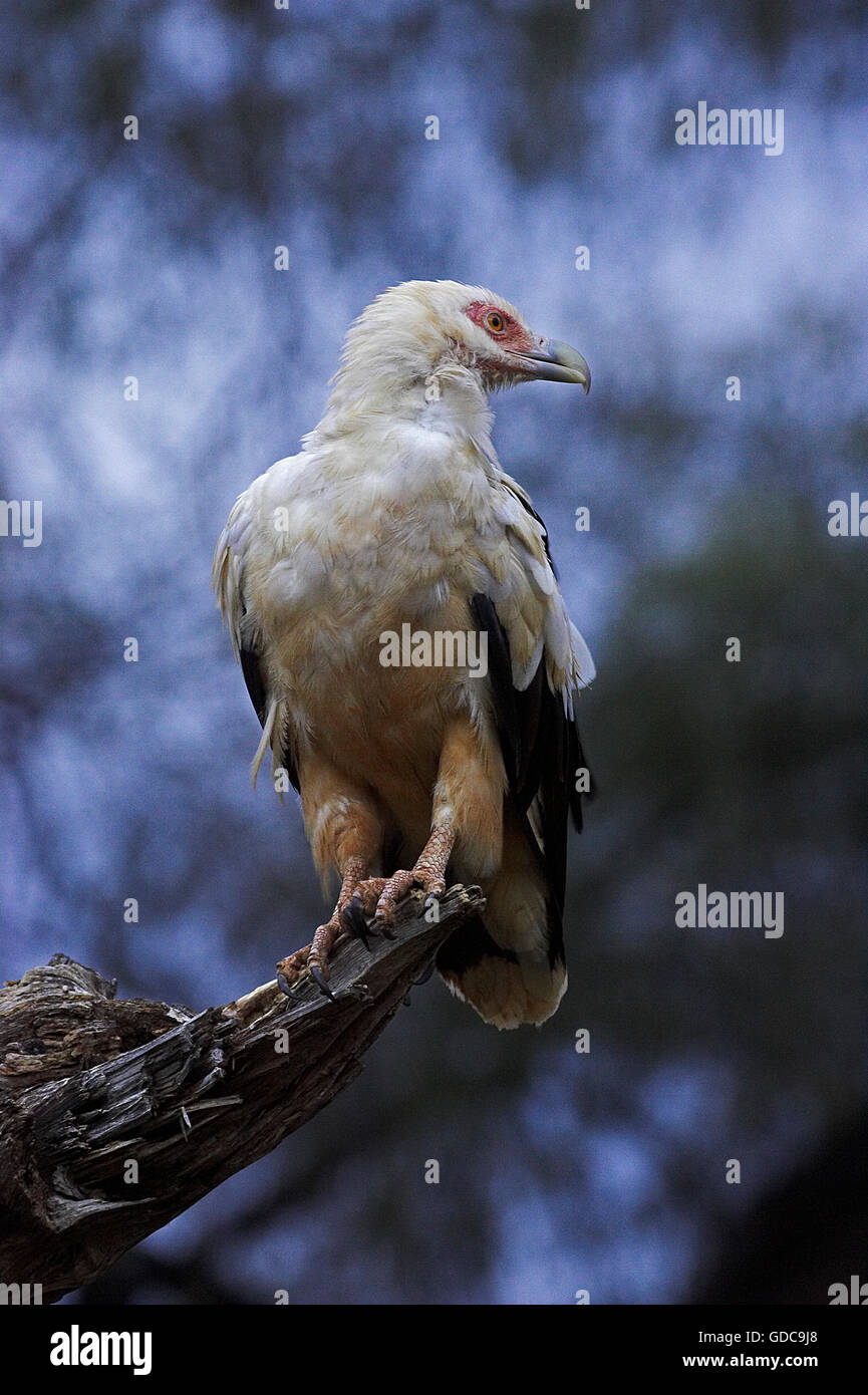 Palm Nut Vulture, gypohierax angolensis, Adult on Branch, Masai Mara Park in Kenya Stock Photo