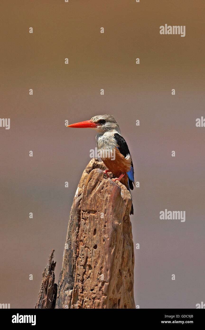 Grey-Headed Kingfisher, halcyon leucocephala, Adult on Post, Naivasha Lake in Kenhya Stock Photo