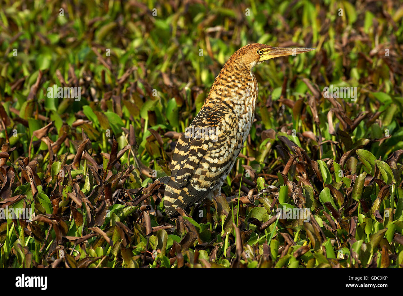 Fasciated Tiger Heron, tigrisoma fasciatum, Adult Camouflaged in Swamp