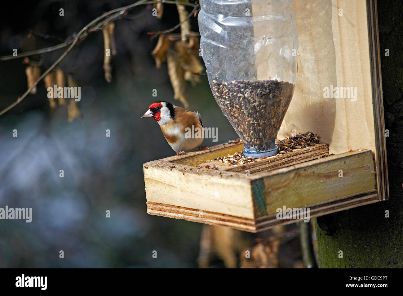 GOLDFINCH carduelis carduelis, ADULT AT SEED FEEDER IN GARDEN, NORMANDY Stock Photo
