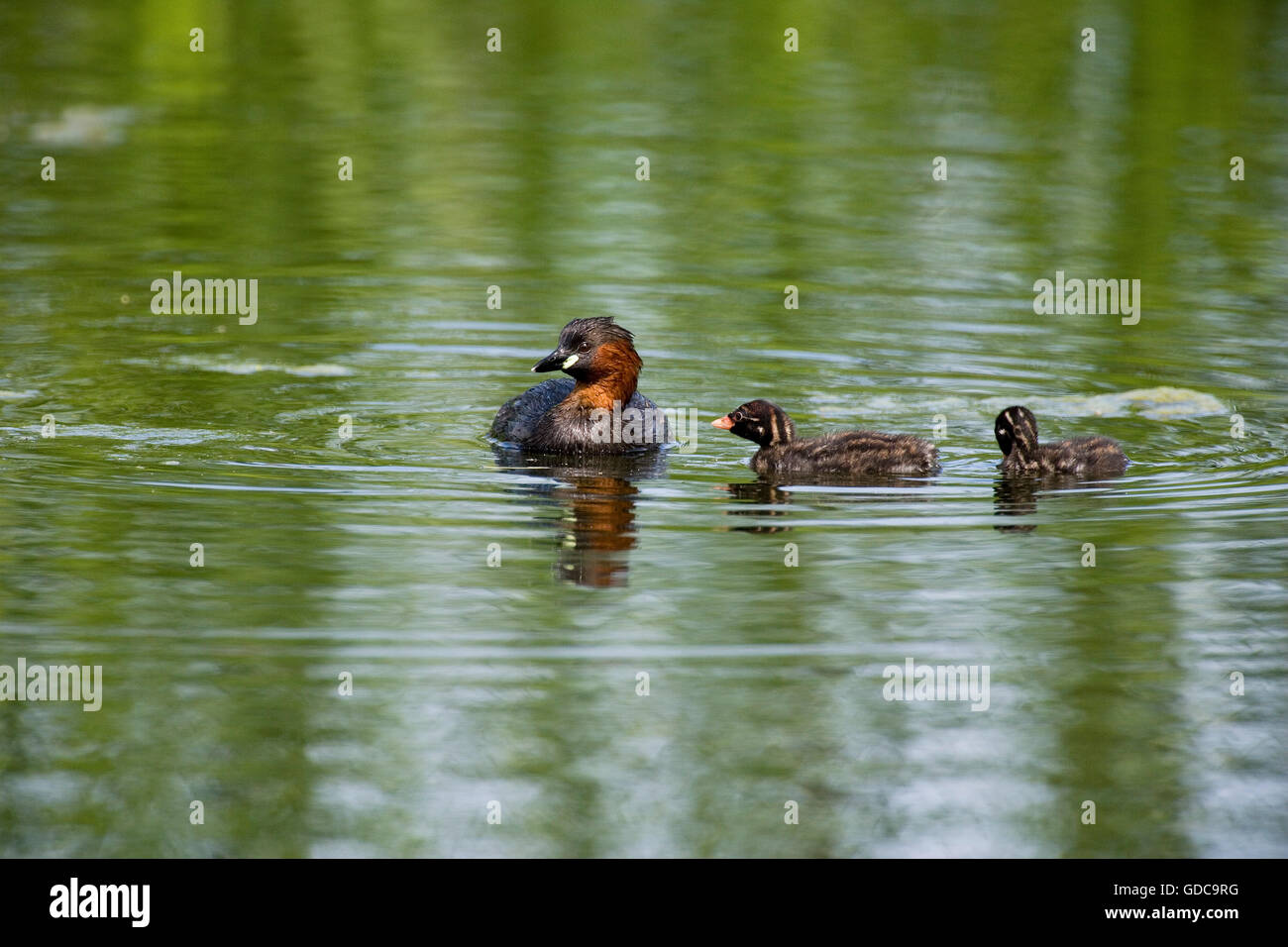 Little Grebe, tachybaptus ruficollis, Adult and Chicks on  Pond, Normandy Stock Photo