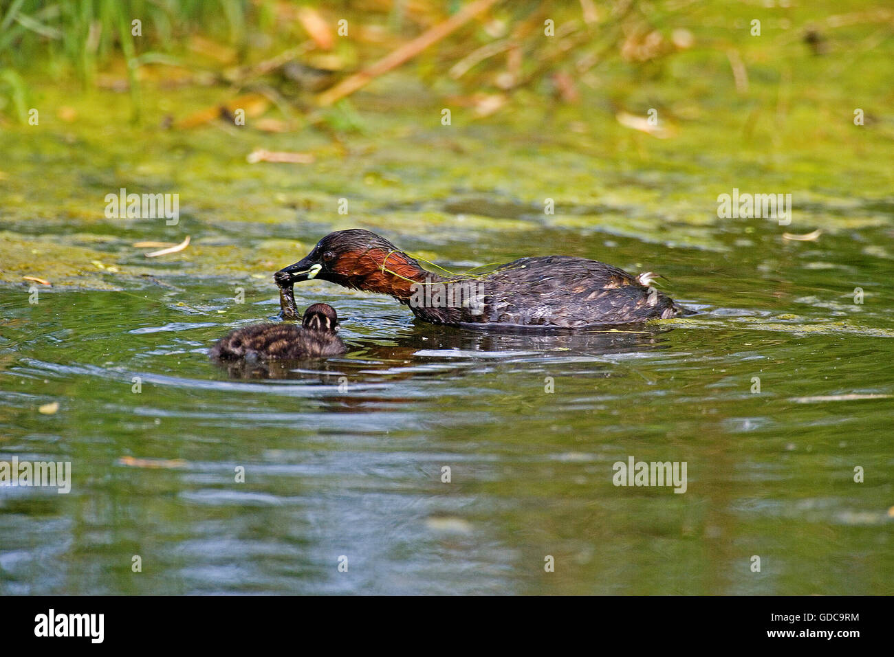 Little Grebe, tachybaptus ruficollis, Adult and Chick, Pond in Normandy Stock Photo