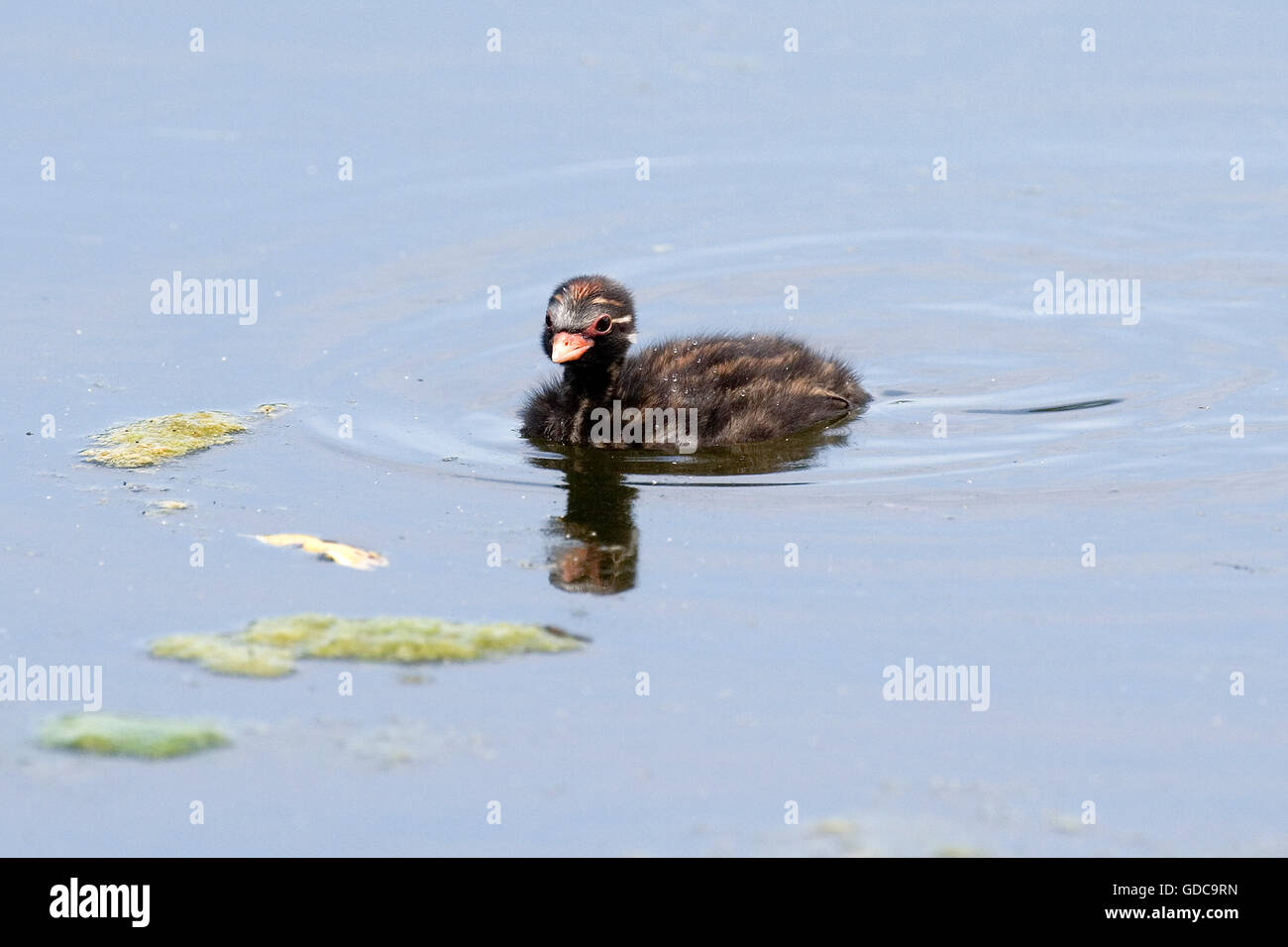 Little Grebe, tachybaptus ruficollis, Chick in Water, Pond in Normandy Stock Photo