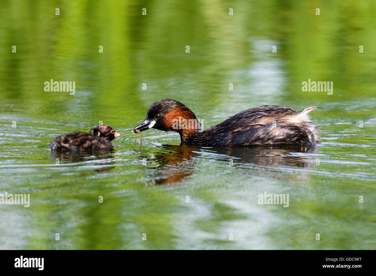 Little Grebe, tachybaptus ruficollis, Adult with Chick, Pond in Normandy Stock Photo