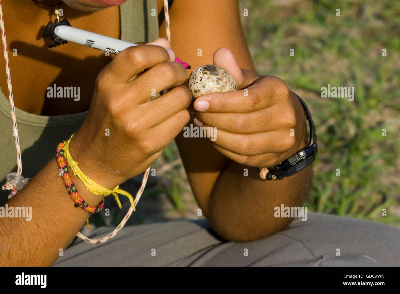 Biologist studying Black Skimmer, rhynchops niger, Los Lianos in Venezuela Stock Photo