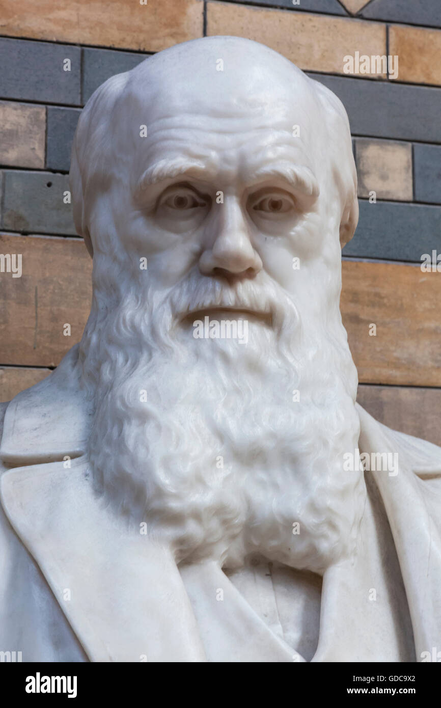 England,London,Natural History Museum,Statue of Charles Darwin Stock ...
