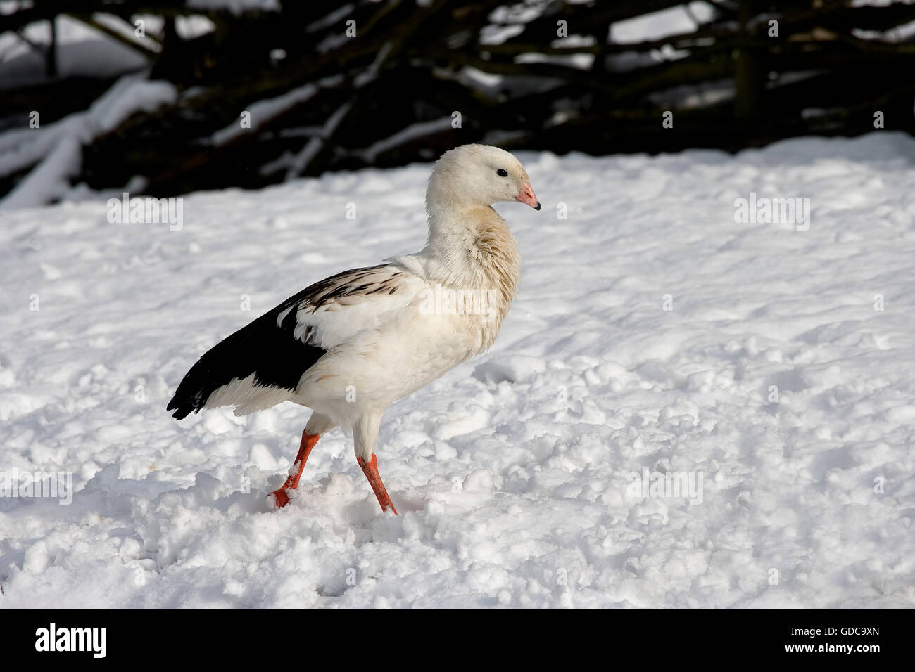 Andean Goose, chloephaga melanoptera, Adult on Snow Stock Photo