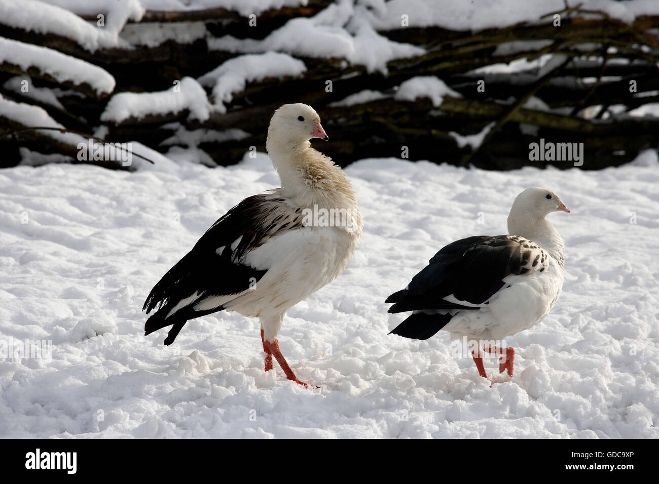 Andean Goose, chloephaga melanoptera, Pair on Snow Stock Photo