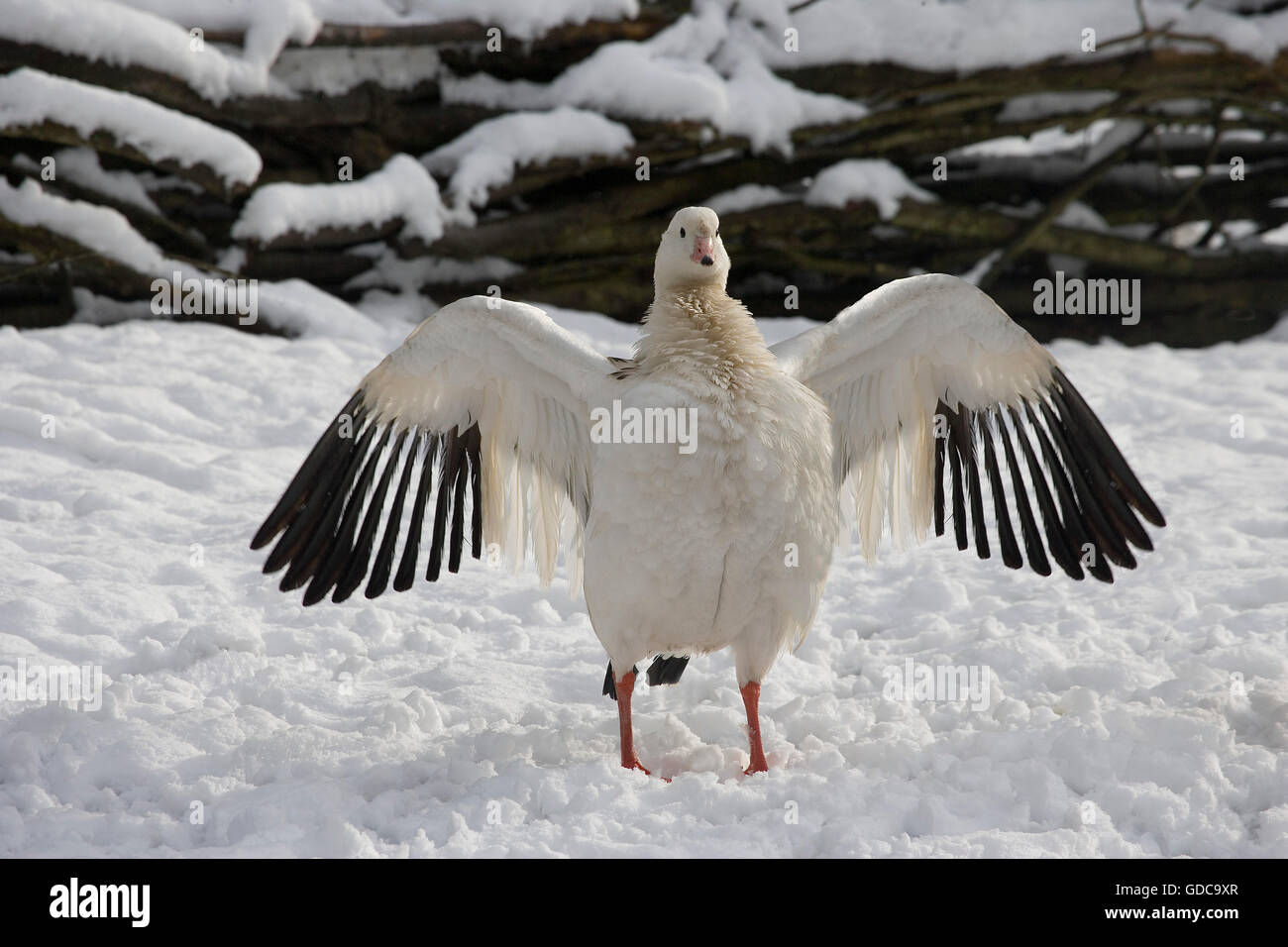 Andean Goose, chloephaga melanoptera, Adult on Snow, Opening Wings Stock Photo