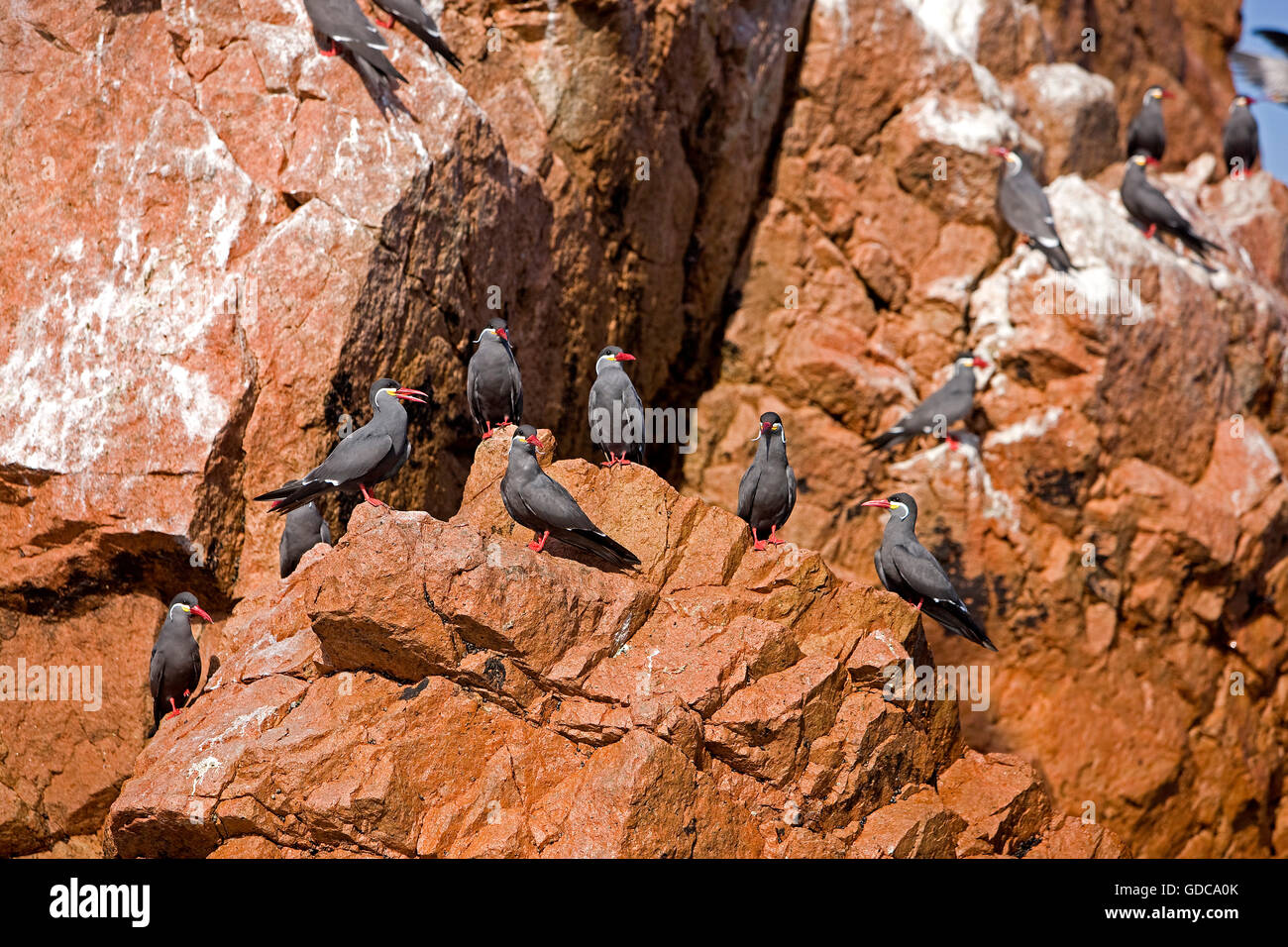 Inca Tern, larosterna inca, Group on Rocks, Ballestas Islands in Paracas National Park, Peru Stock Photo