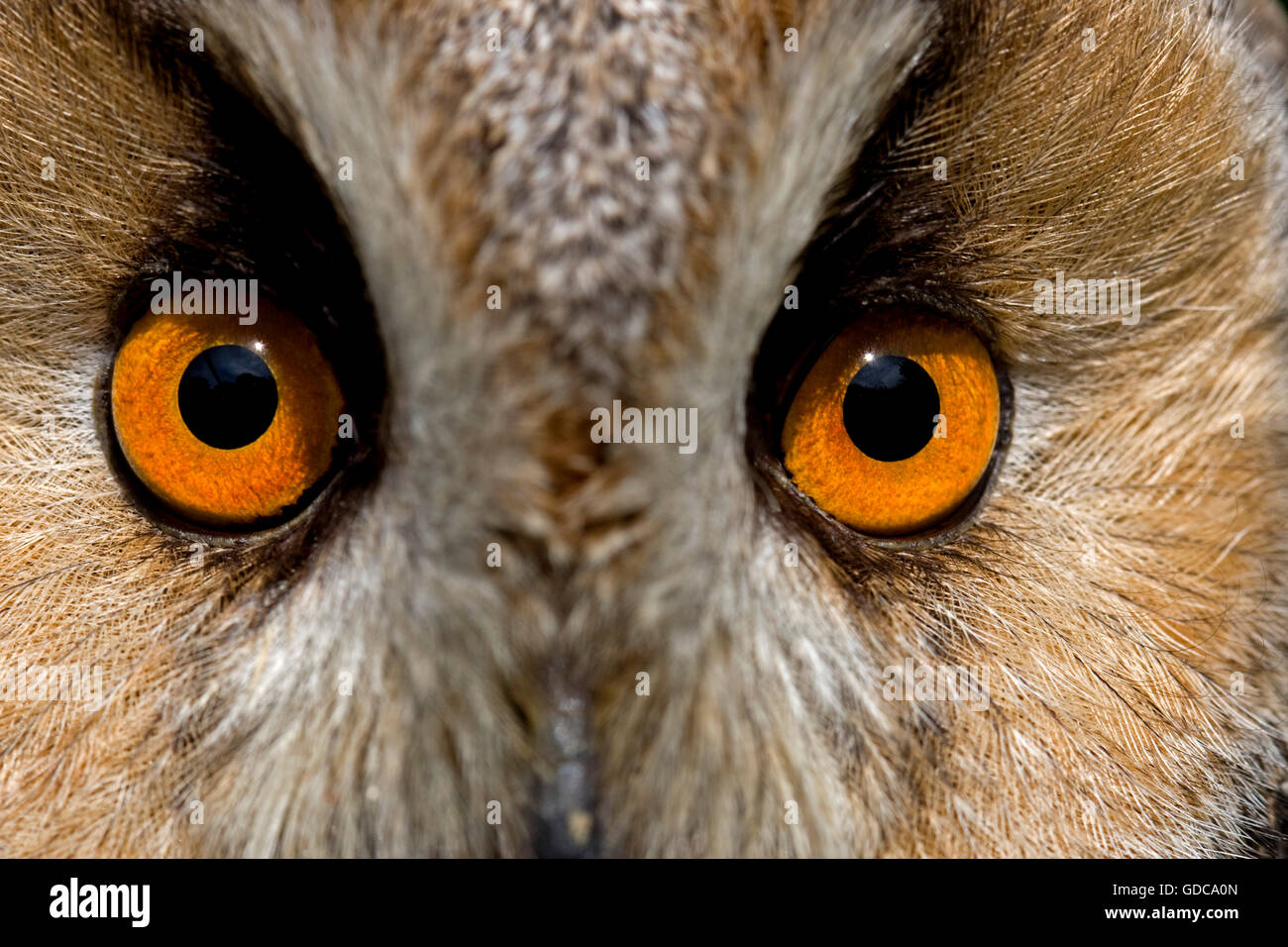 EYE OF A LONG-EARED OWL asio otus Stock Photo