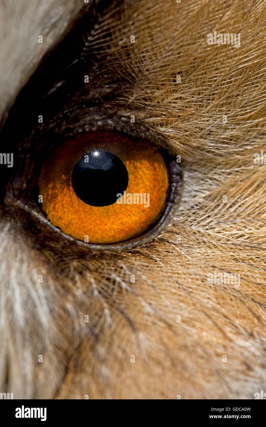 LONG-EARED OWL asio otus, CLOSE-UP OF EYE Stock Photo