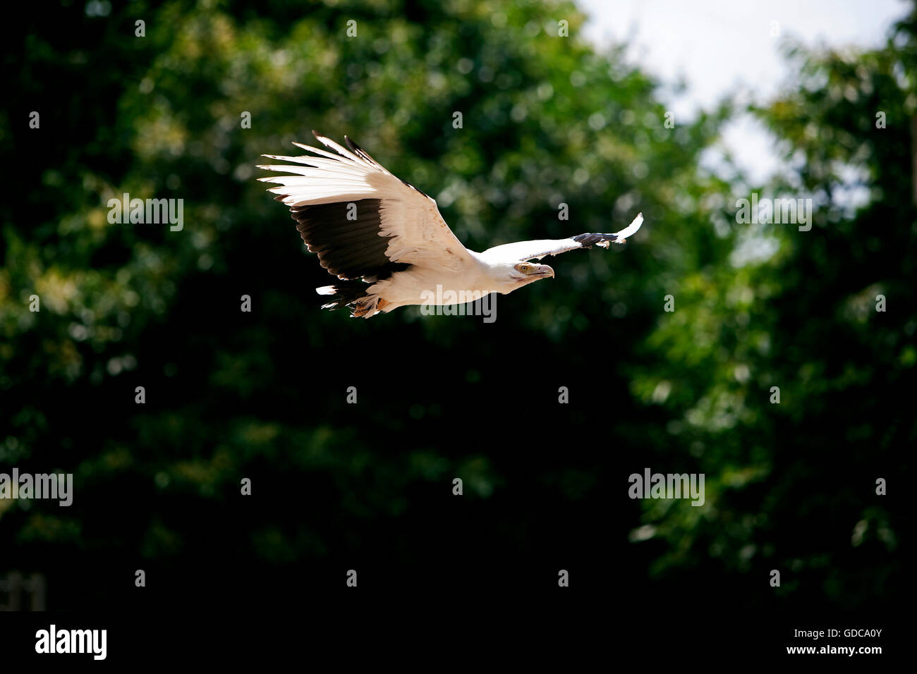 Palm-Nut Vulture, gypohierax angolensis, Adult in Flight Stock Photo