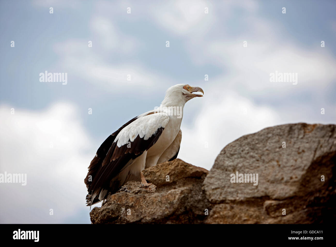 Palm-Nut Vulture, gypohierax angolensis, Adult on Rock Stock Photo