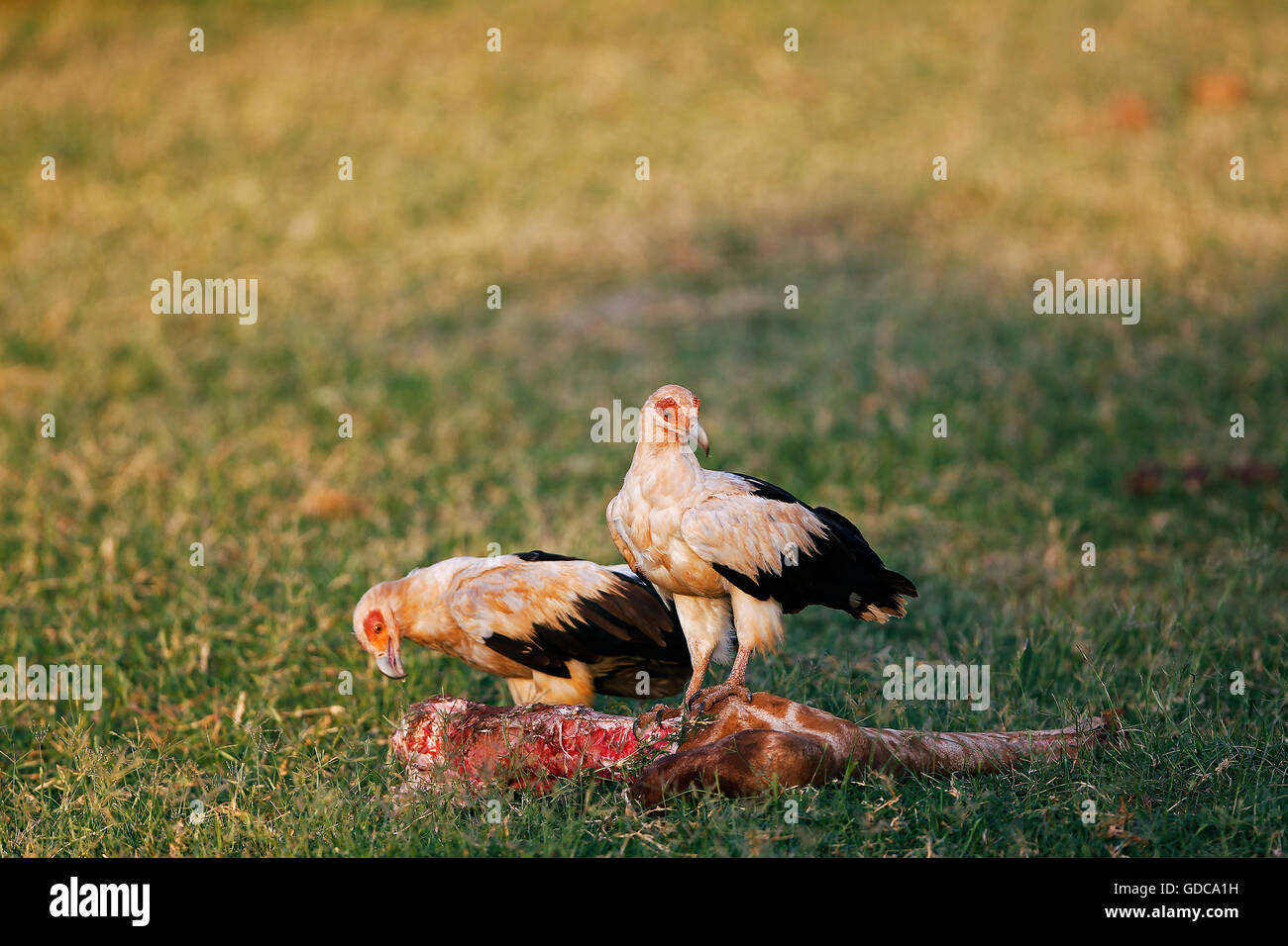 Palm Nut Vulture, gypohierax angolensis, Adults with a Leg of a Dead Reticulated Giraffe, Samburu Park in Kenya Stock Photo