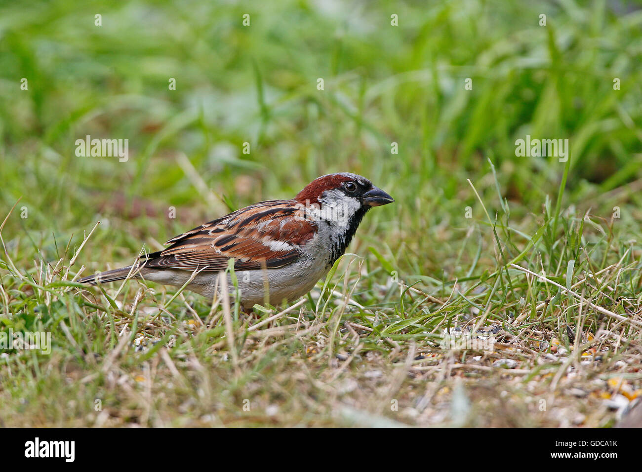 House Sparrow, passer domesticus, Male on Grass, Normandy Stock Photo