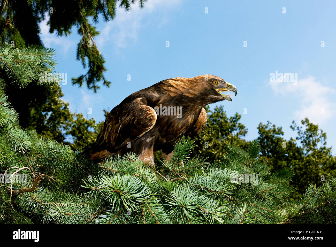 Golden Eagle, aquila chrysaetos, Adult calling Stock Photo - Alamy