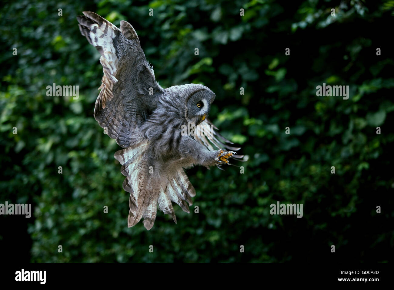 GREAT GREY OWL strix nebulosa Stock Photo