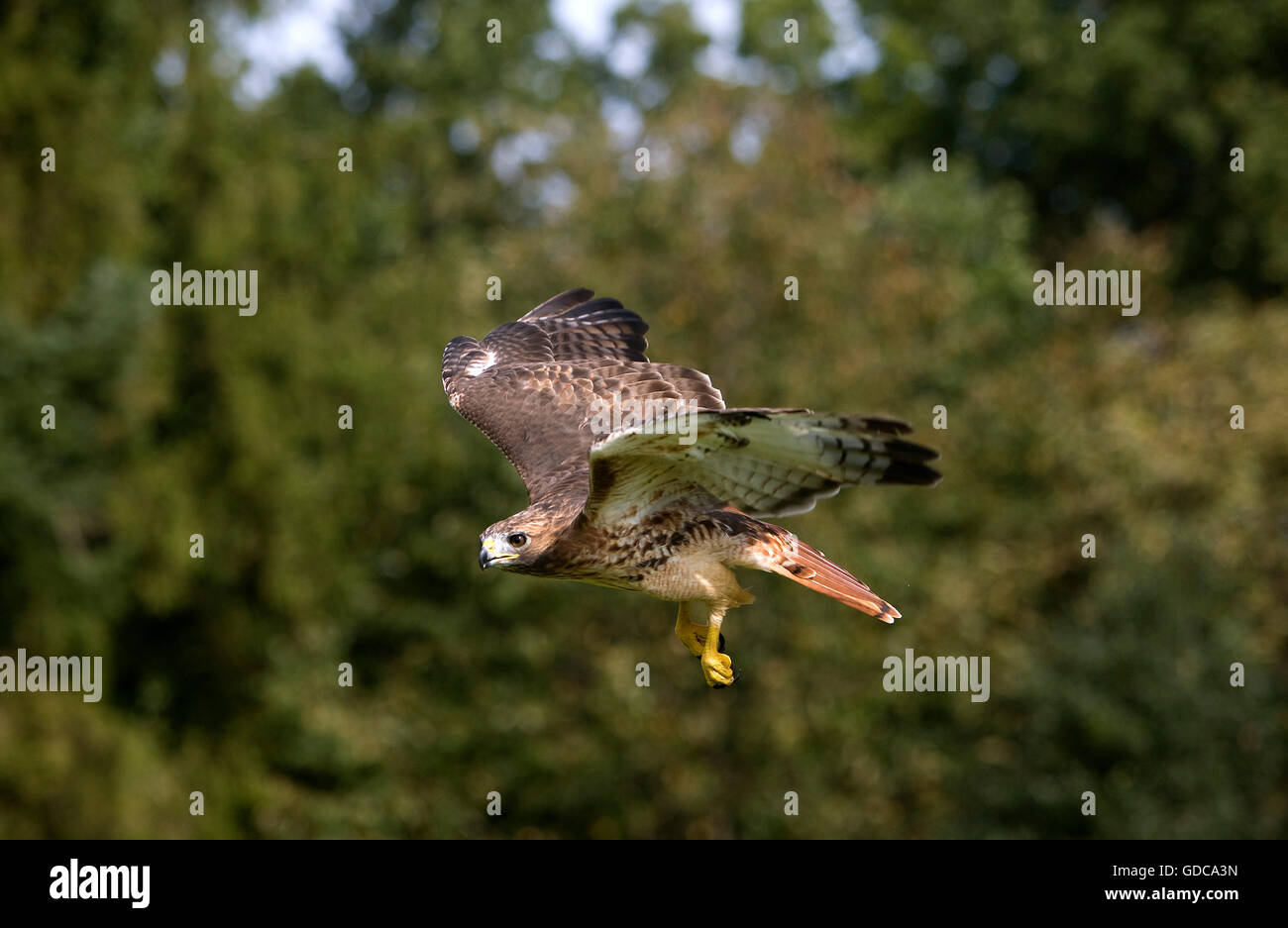 Red-Tailed Hawk, buteo jamaicensis, Adult in Flight Stock Photo
