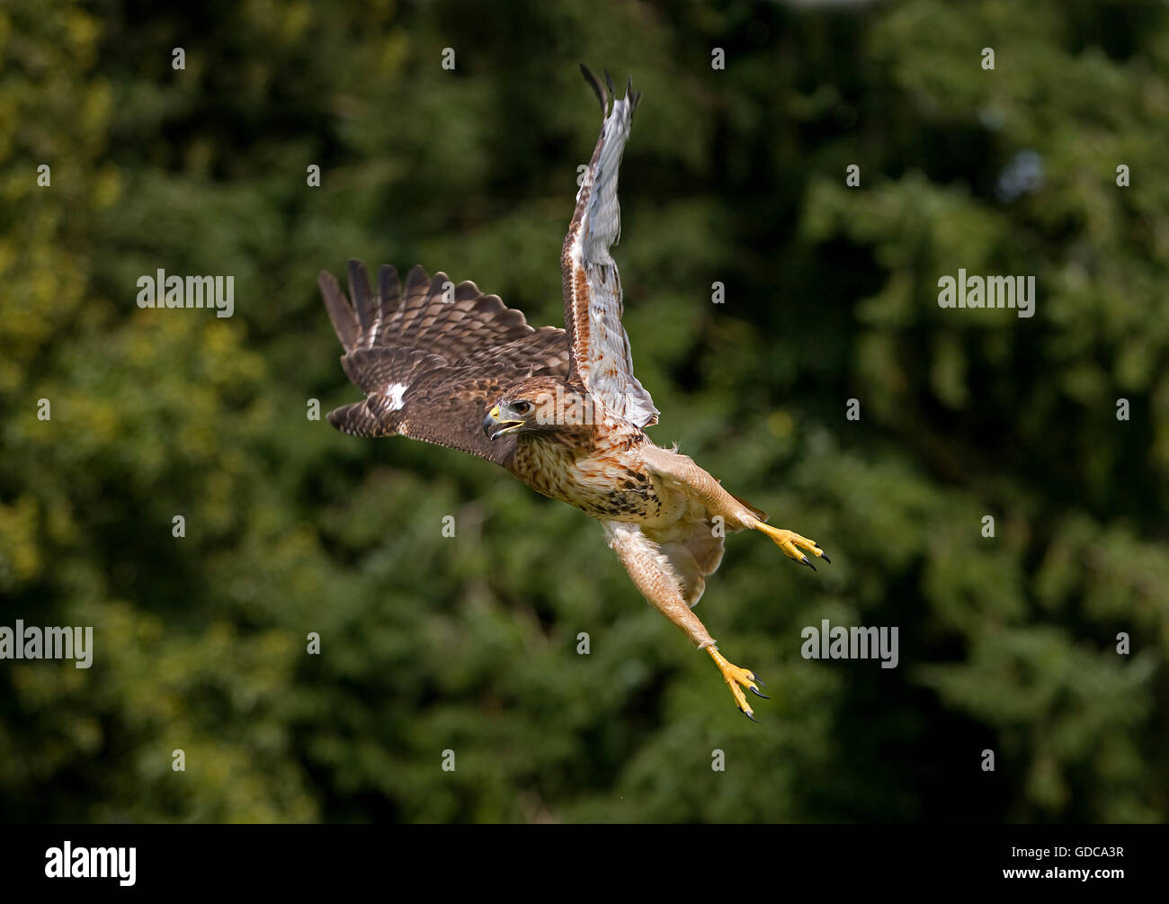 RED-TAILED HAWK buteo jamaicensis, ADULT IN FLIGHT Stock Photo