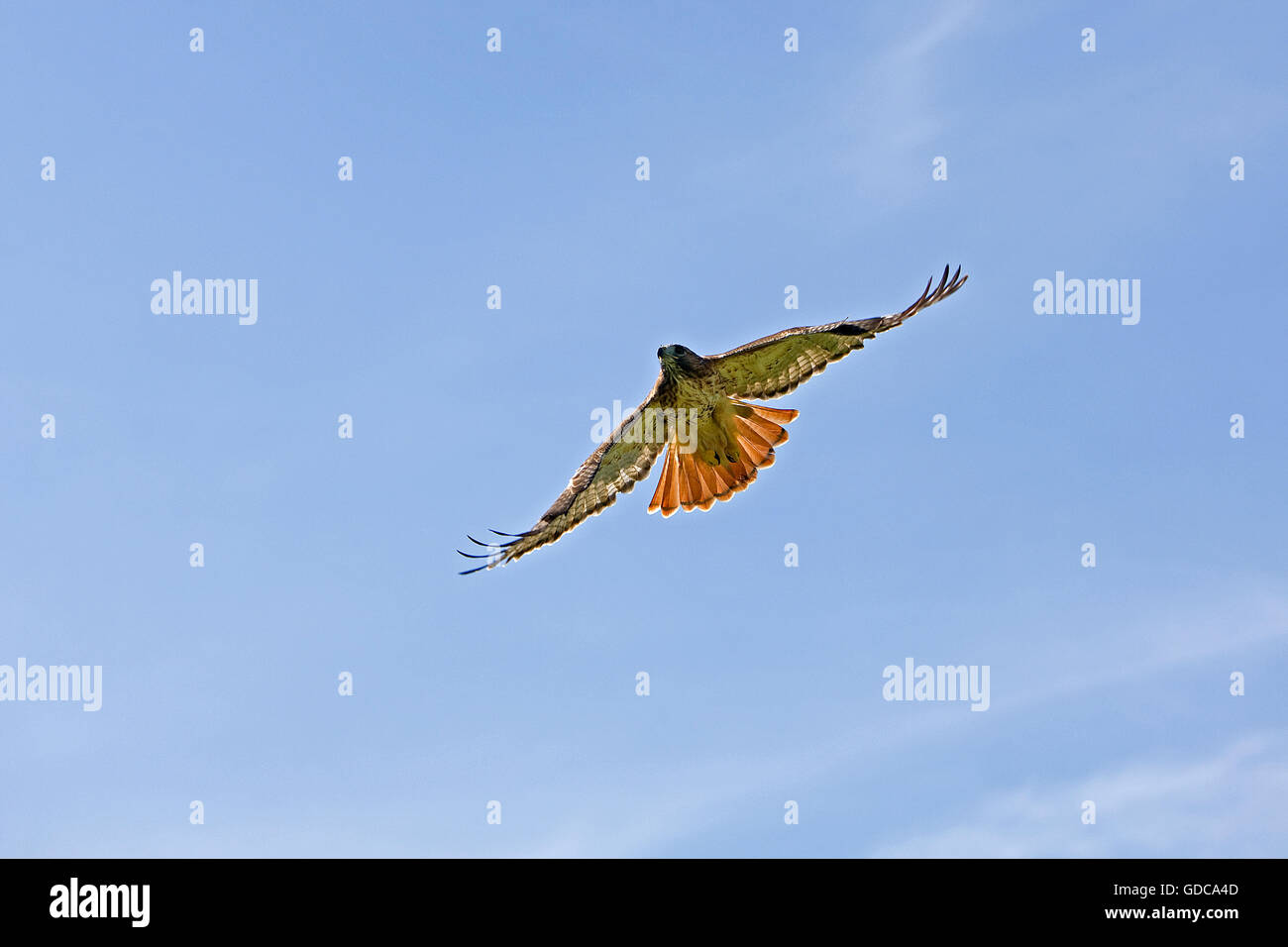 Red-Tailed Hawk, buteo jamaicensis in Flight Stock Photo