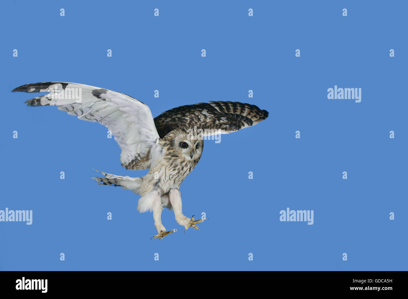 Short Eared Owl, asio flammeus, Adult in Flight against Blue Sky Stock Photo