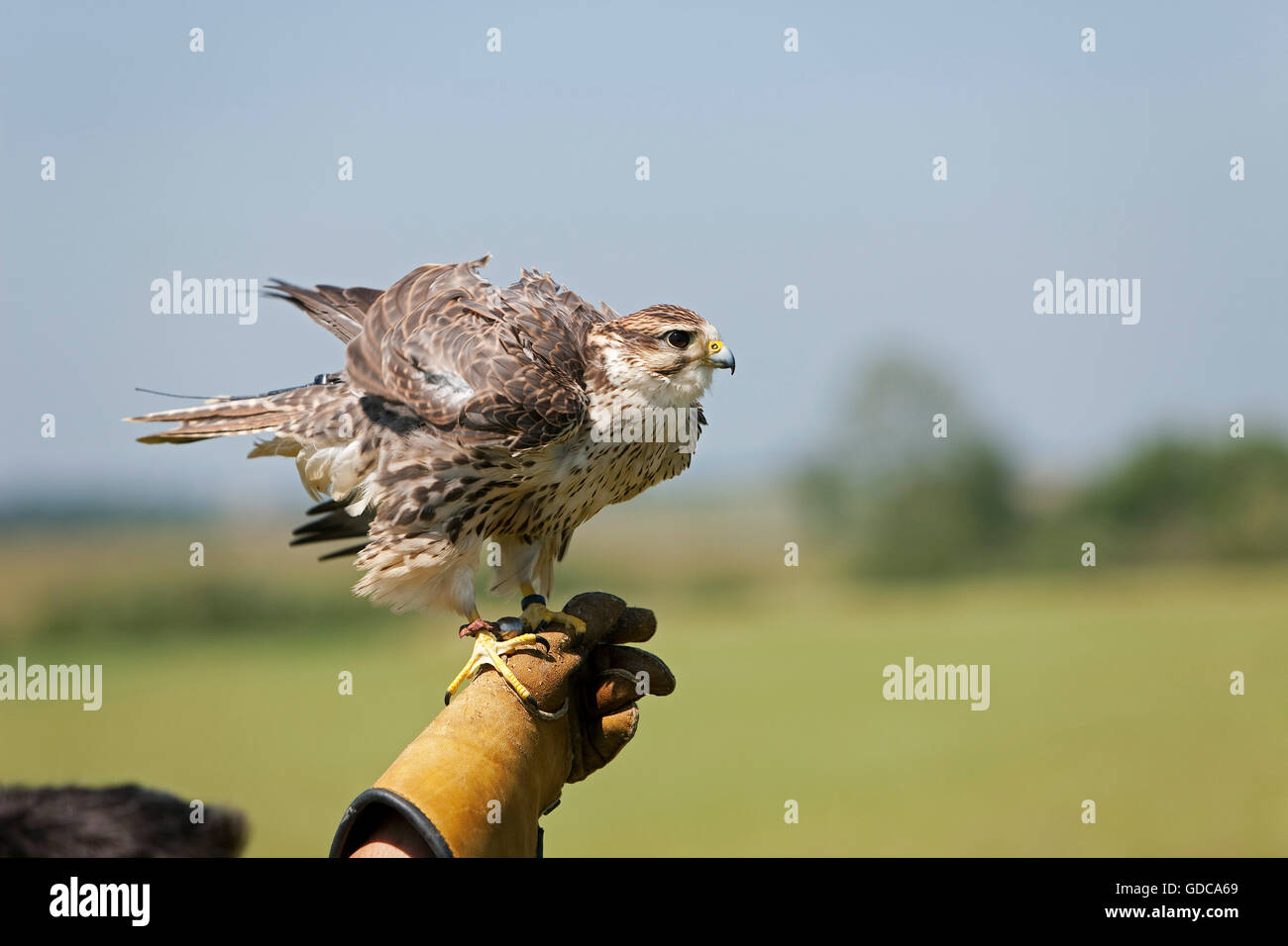 Saker Falcon, falco cherrug, Adult on Falconer's Hand Stock Photo