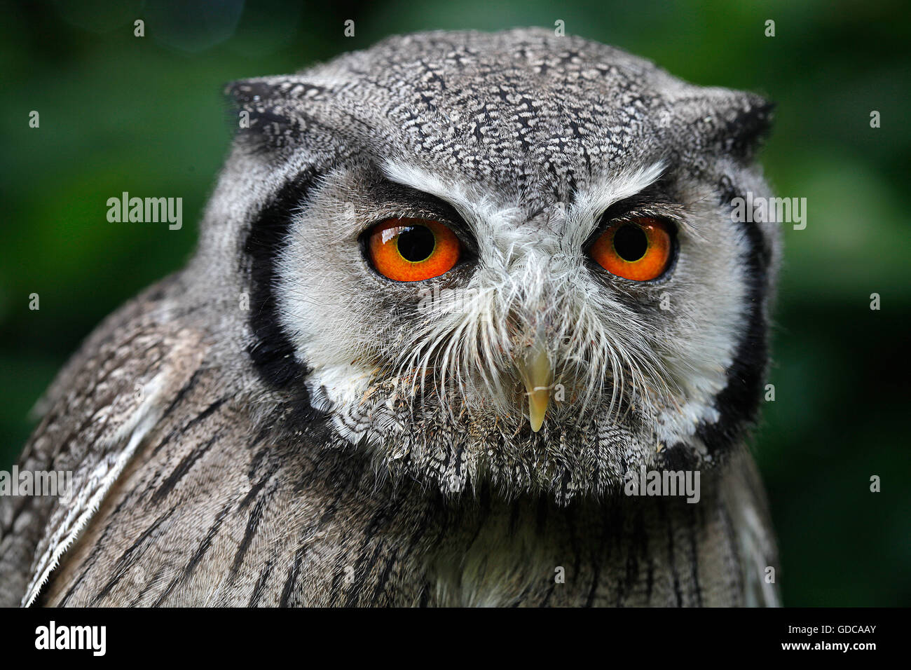 White-faced Scops Owl, otus leucotis, Portrait of Adult Stock Photo