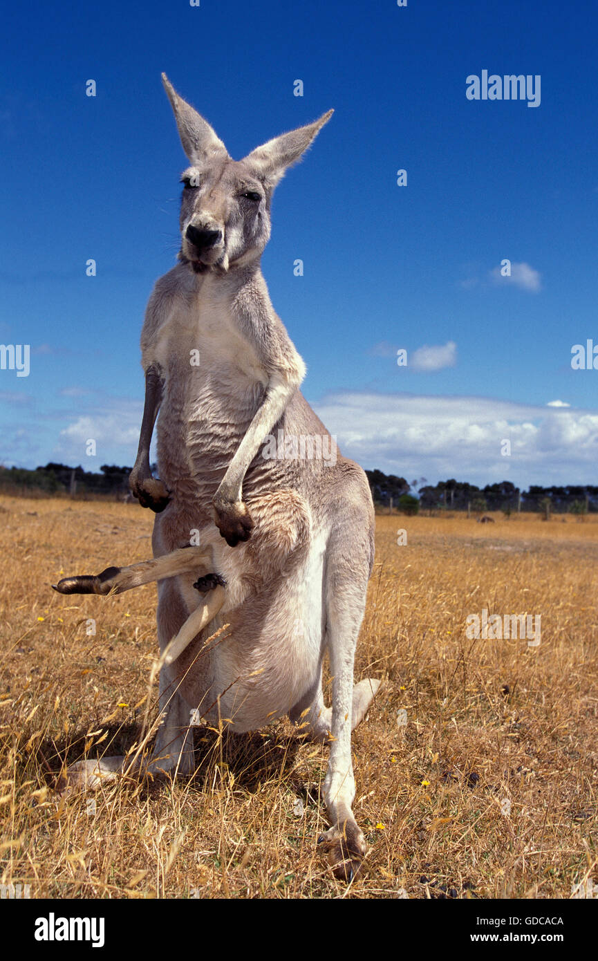 Red Kangaroo, macropus rufus, Female and Legs of Joey emerging from Pouch, Australia Stock Photo