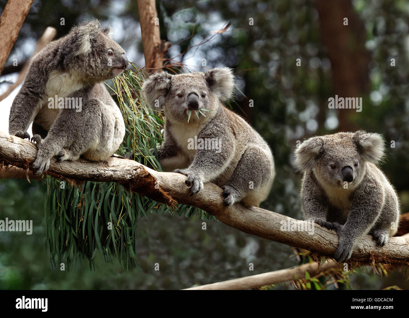 Koala, phascolarctos cinereus, Group sitting on Branch, Australia Stock